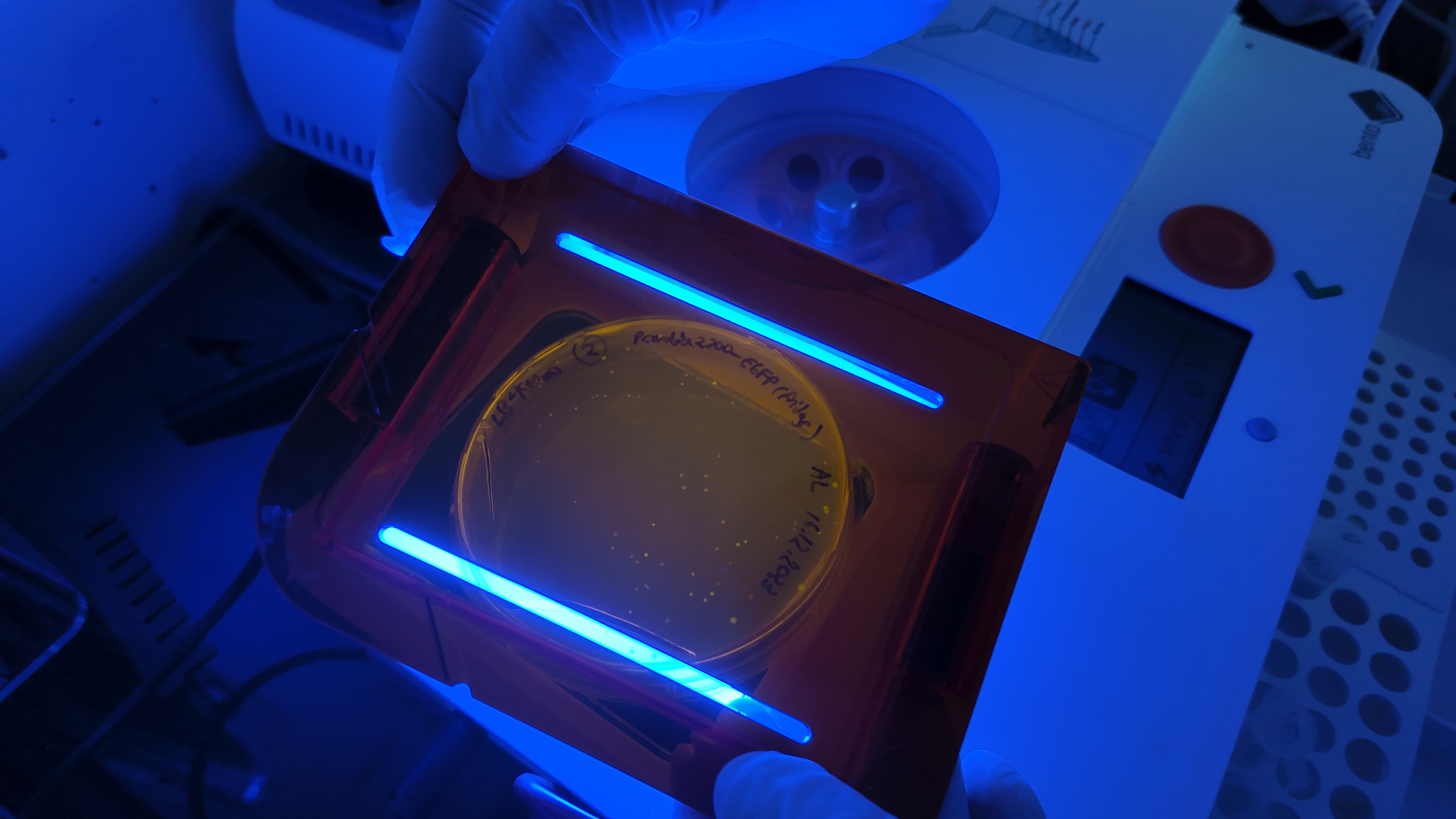Blue light transilluminator with agar plate