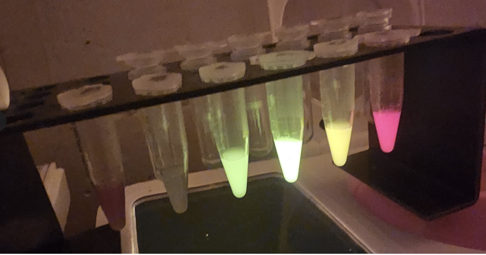 Fluorescent protein tubes glowing under UV